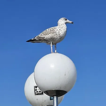 Penthouse Auszeit, Gerne Mit Hund, Wlan Inkl. *